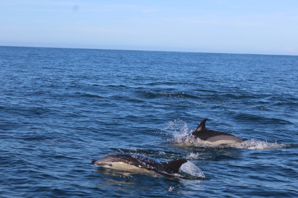 From Faro: Dolphin-Watching & Wildlife - Activity Highlights