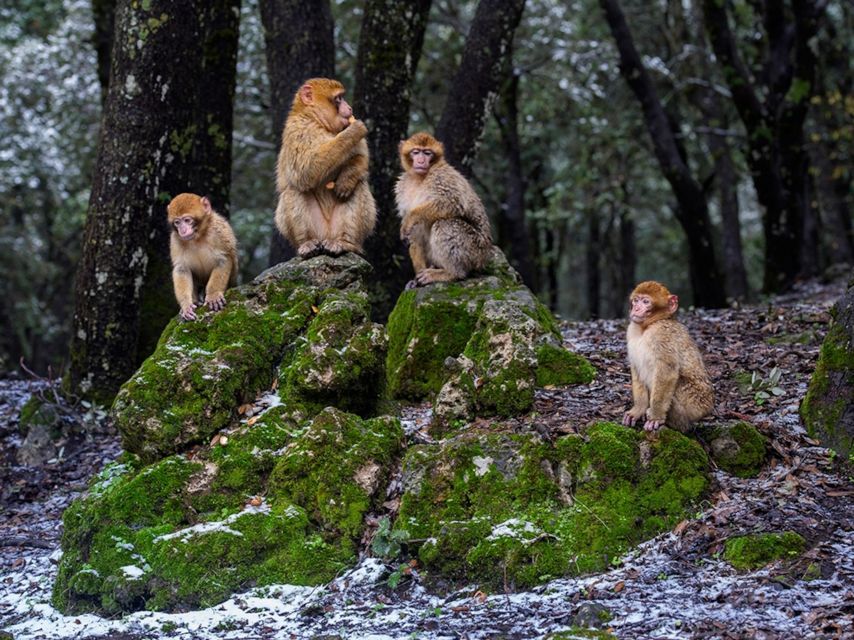From Fez: Day Trip to the Middle Atlas and the Monkey Forest - Pickup Information