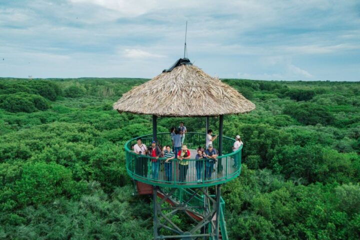 From Ho Chi Minh City: Can Gio Mangrove Guided Forest Tour - Activity Details