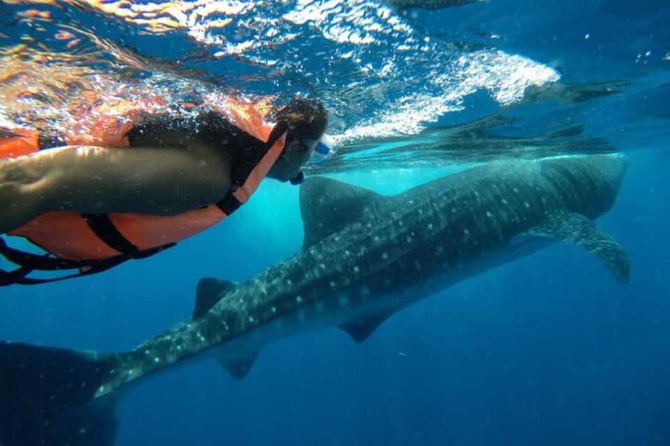 From Holbox Island: Whale Shark Tour - Location and Swimming Details