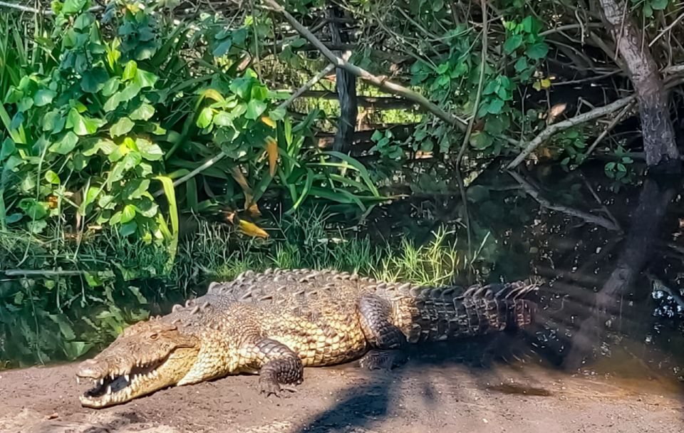 From Huatulco: Crocodiles and Turtles Eco Tour - Experience Highlights