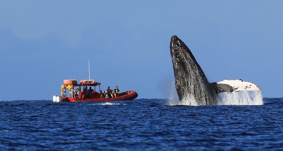 From Kihei: Guided Humpback Whale Migration Cruise - Experience Highlights