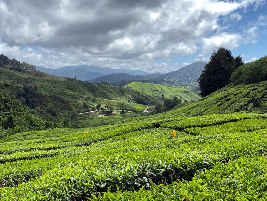 From Kuala Lumpur: Cameron Highlands Private Day Tour - Activities and Stops Included