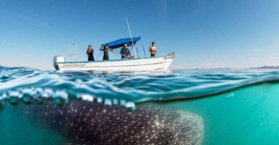 From La Paz: Whale Sharks, Sea Lions & Balandra Beach Combo - Whale Sharks Encounter