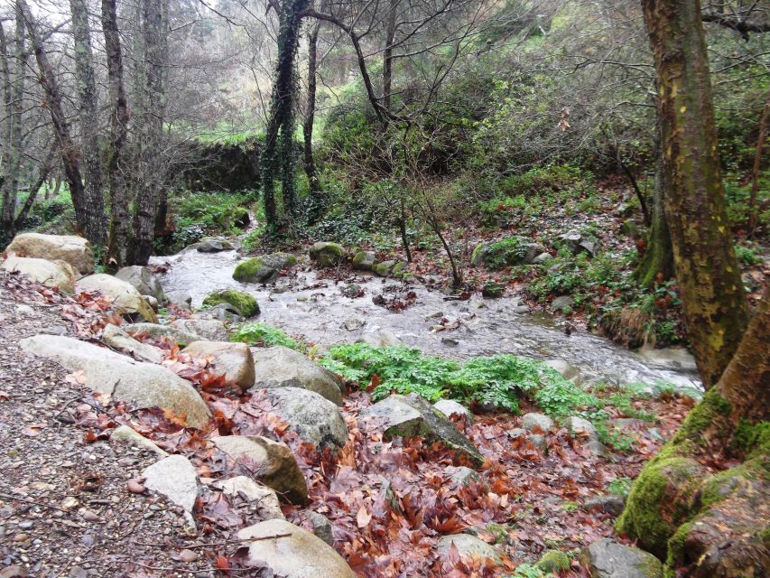 From Lagos: Monchique Guided Forest Walk W/Medronho Tasting - Experience Highlights