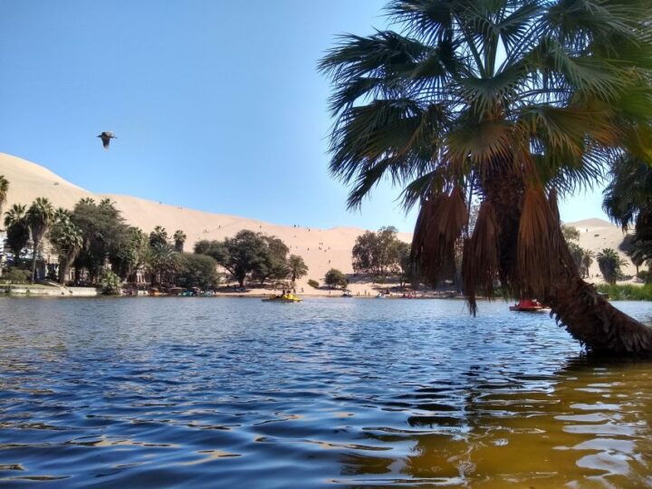 From Lima: Huacachina Oasis, Lunch, & Local Winery Tour - Highlights of Huacachina Oasis