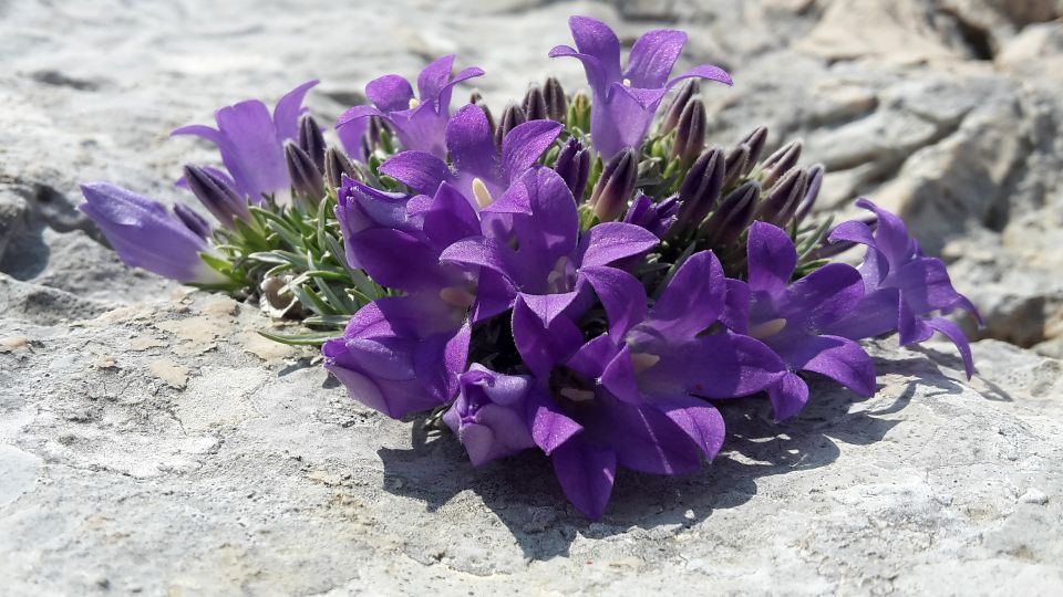 From Makarska: Biokovo Nature Park Guided Tour With Skywalk - Experience Highlights