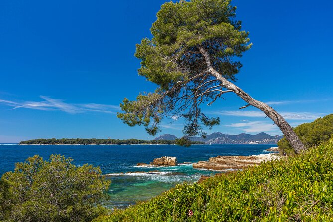 From Mandelieu Round-trip Ferry to Ste Marguerite Island - Island Exploration and Activities