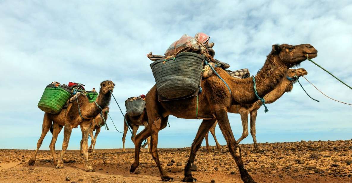 From Marrakech: 2 Day Trip to Zagora Desert - Experience Highlights