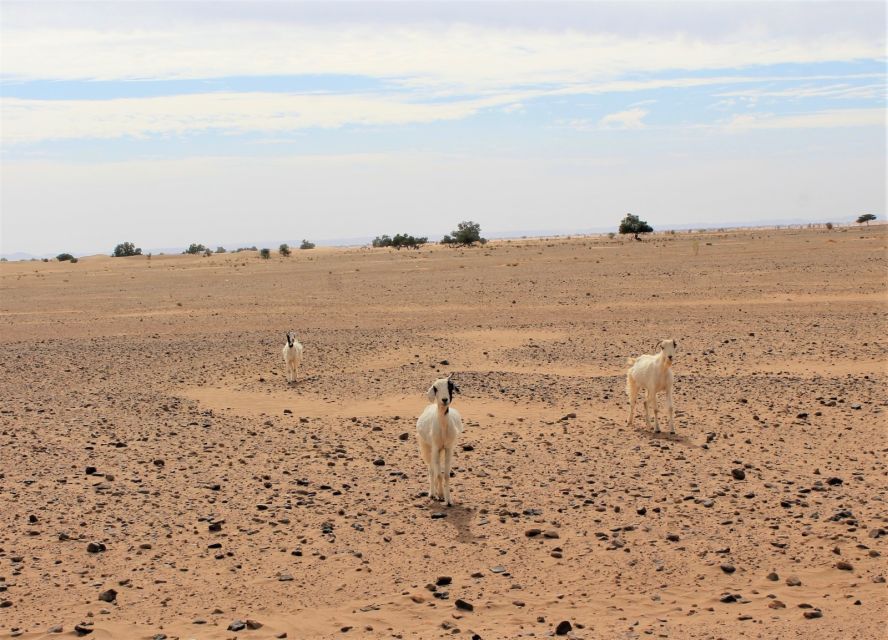 From Marrakech: 4 Days to Erg Chegaga Desert - Day 2: Ait Benhaddou to Erg Chegaga