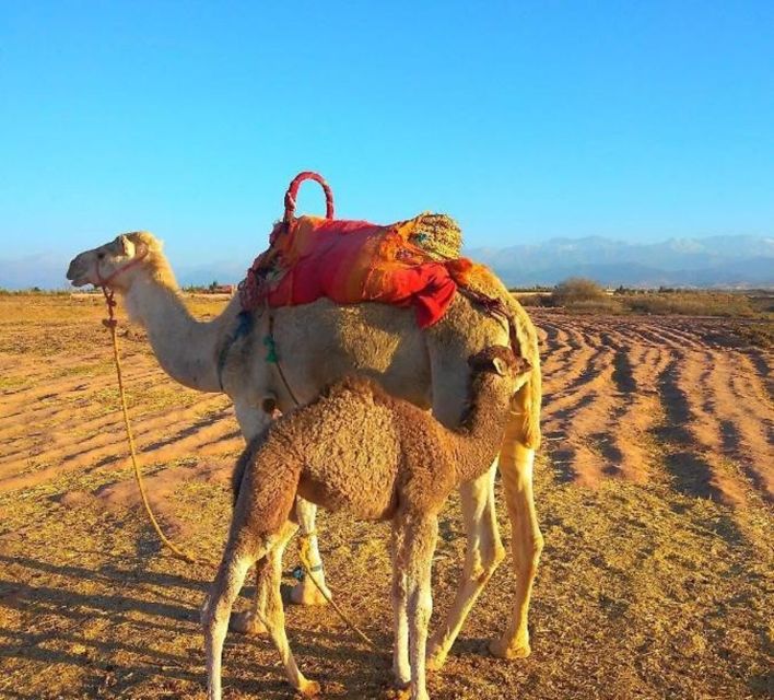 From Marrakech: Agafay Desert Dinner With Quad or Camel Ride - Booking Details