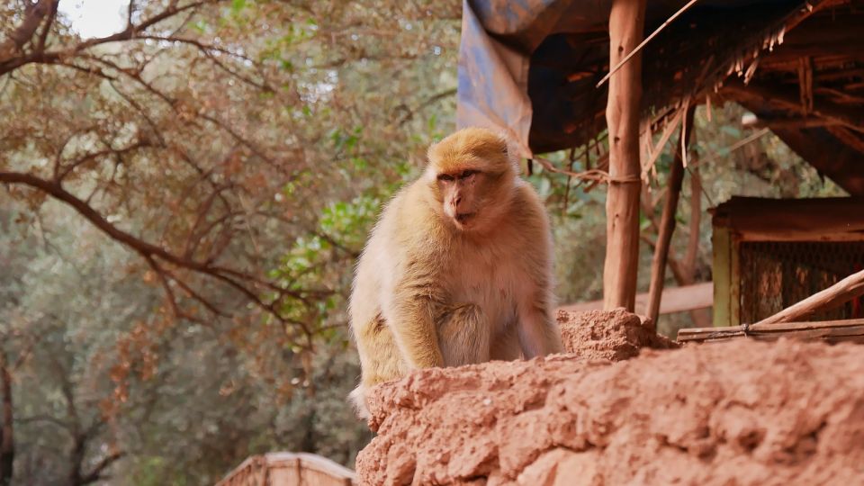 From Marrakech: Full-Day Tour to Ouzoud Falls With Boat Trip - Review Summary