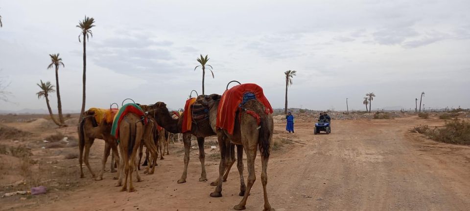 From Marrakesh: Camel Ride Marrakech - Activity Highlights