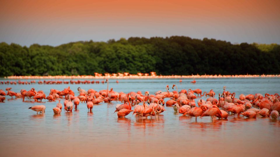 From Mérida: Ria Celestun Biosphere Reserve Tour - Experience Highlights