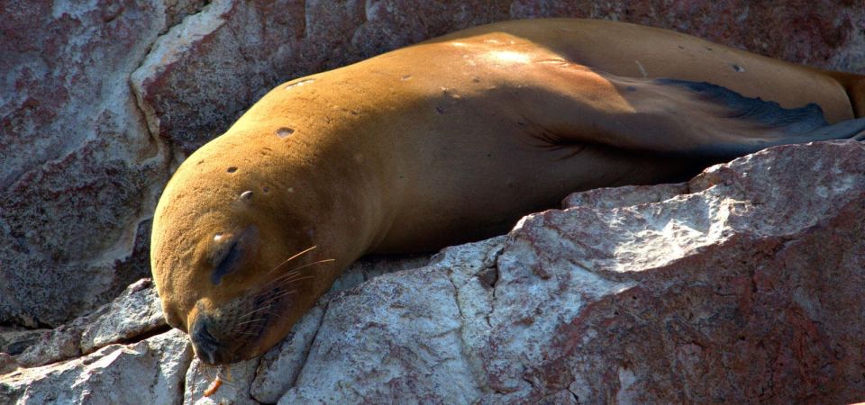 From Paraacas Ballestas Islands Paracas National Reserve - Booking Information