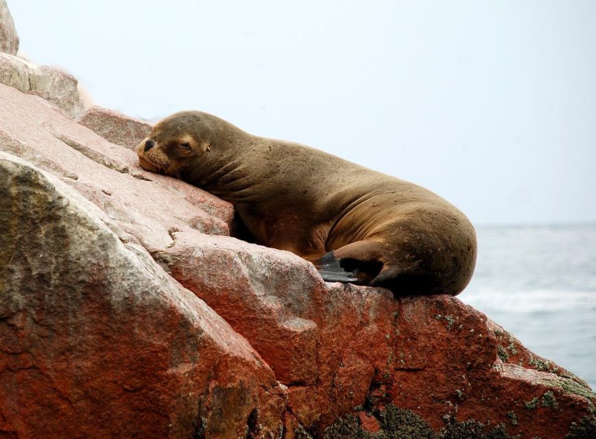 From Paracas: Ballestas Island Marine Wildlife Watching - Inclusions