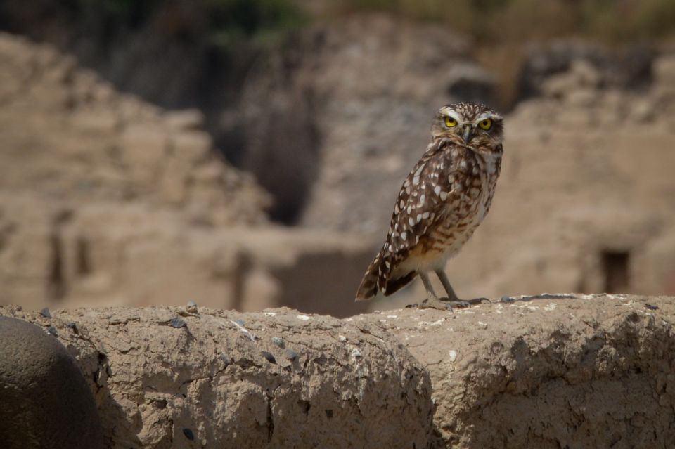 From Paracas: Ballestas Islands and Tambo Colorado Tour - Activity Details