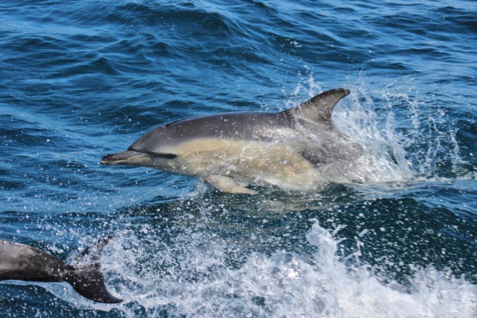 From Paracas: Ballestas Islands Guided Boat Tour - Activity Highlights