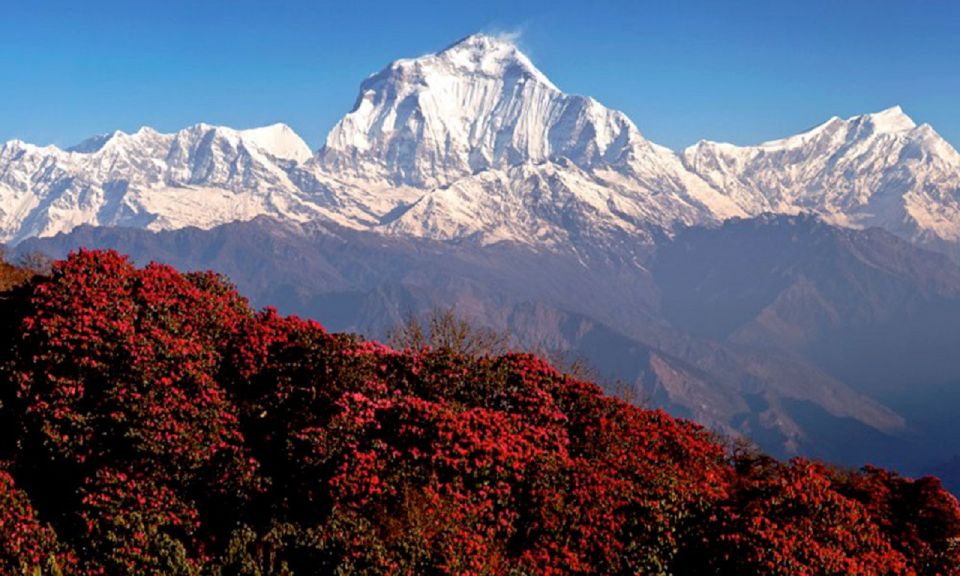From Pokhara: 5-Day Private PoonHill Trek Tour - Cultural Encounters
