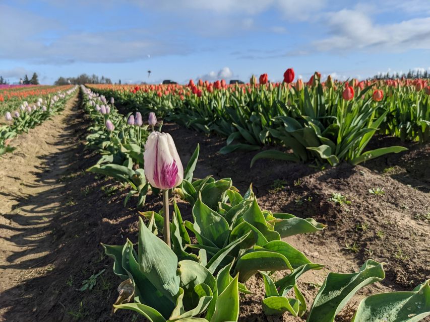 From Portland: Wooden Shoe Tulip Farm Festival Entry Ticket - Experience Highlights