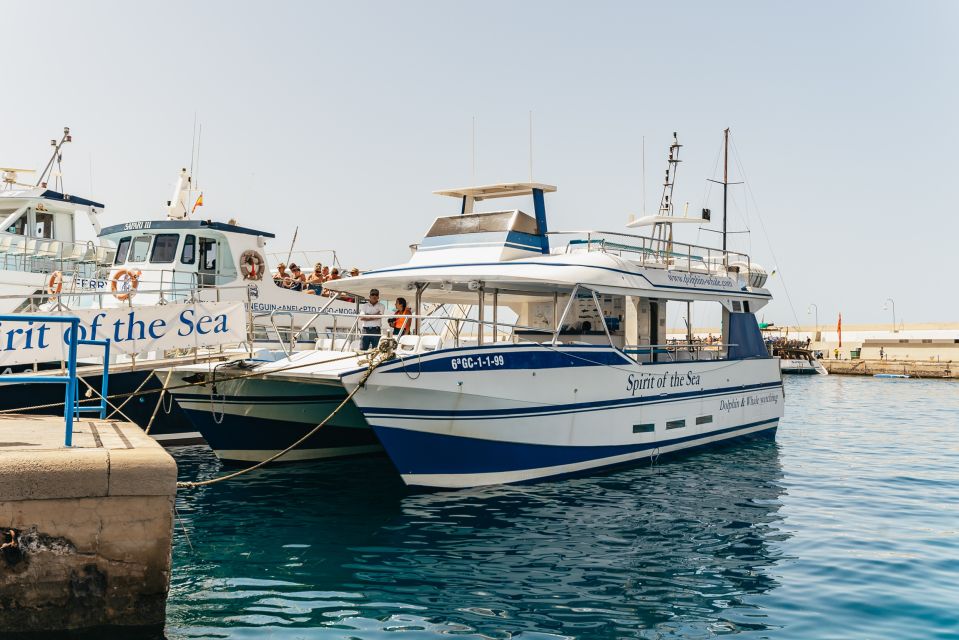 From Puerto Rico De Gran Canaria: Dolphin Watching Cruise - Experience Highlights