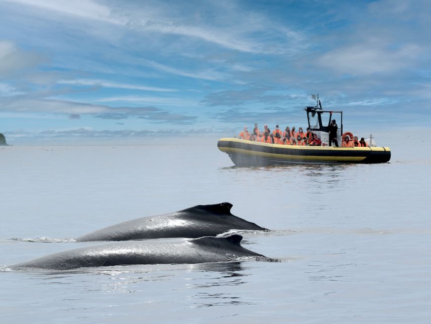 From Quebec City: Whale Watching Excursion Full-Day Trip - Inclusions