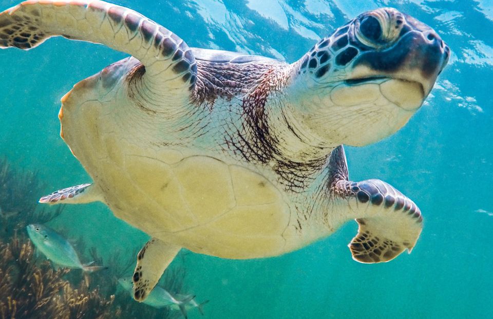From Riviera Maya: Cenotes & Akumal Turtle Swim Trip - Booking Options