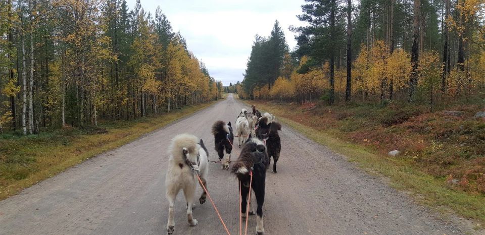 From Rovaniemi: Autumn Husky Safari Adventure - Booking Information