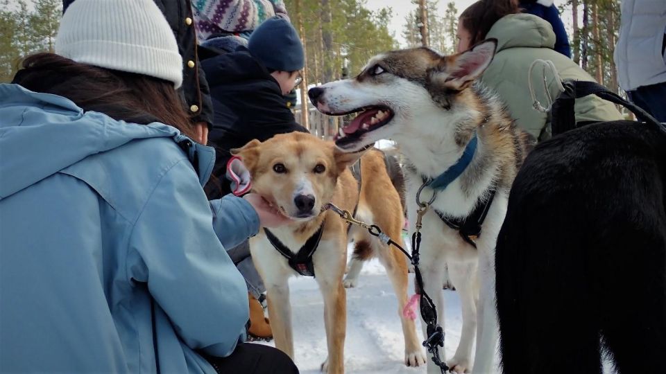 From Rovaniemi: Lapland Reindeer and Husky Sled Safari - Experience Highlights