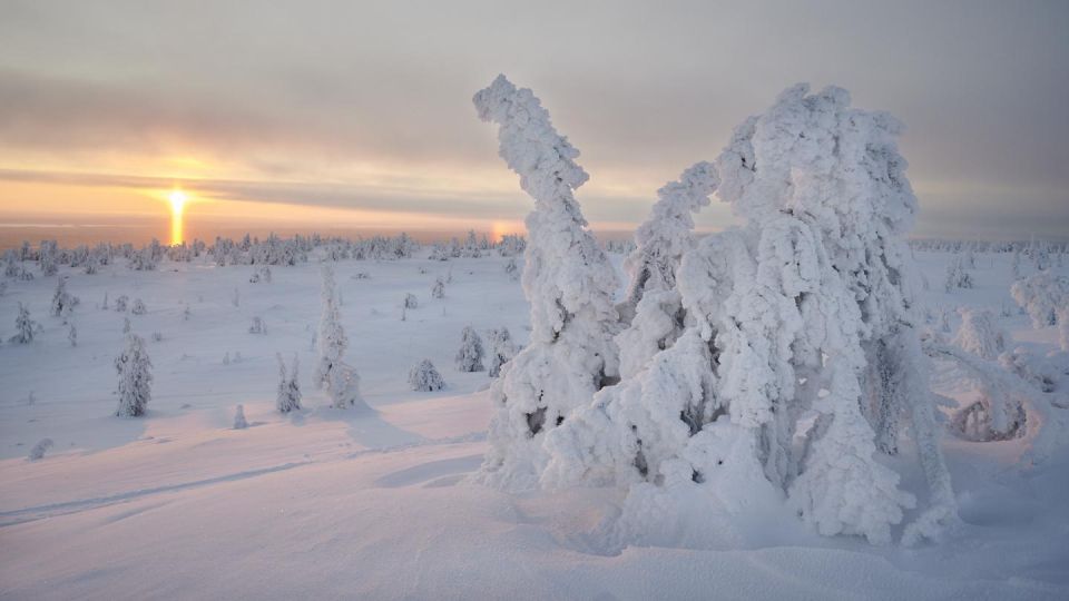 From Rovaniemi: Winter Wonderland Hike With a Hot Drink - Customer Reviews