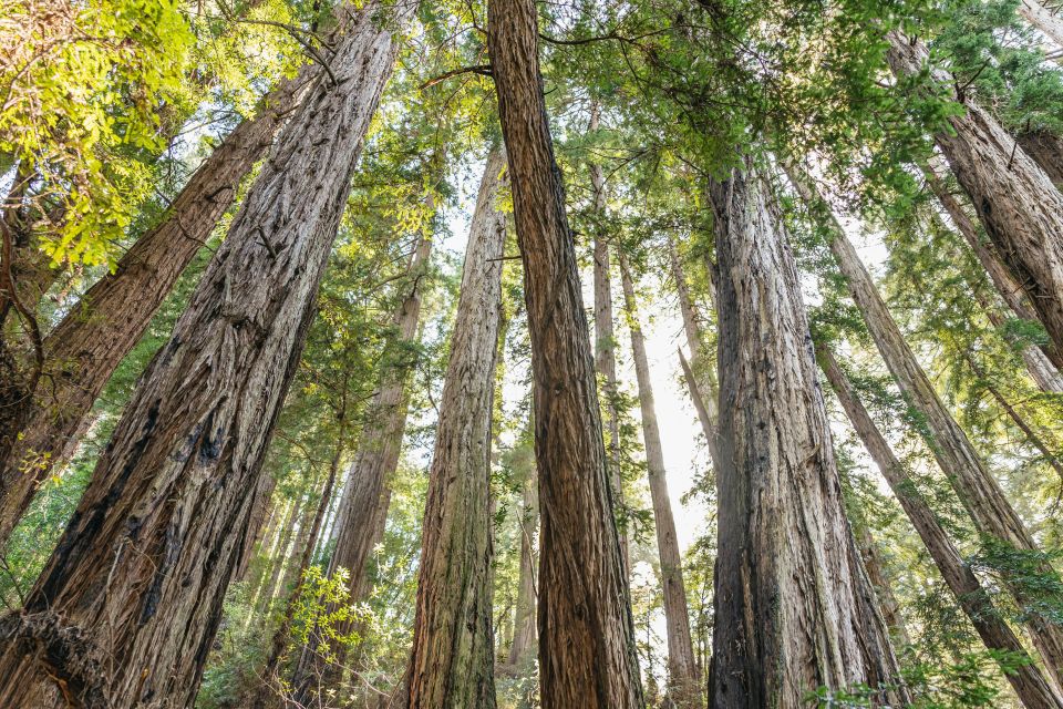 From San Francisco: Muir Woods National Monument Guided Tour - Inclusions and Transportation Details