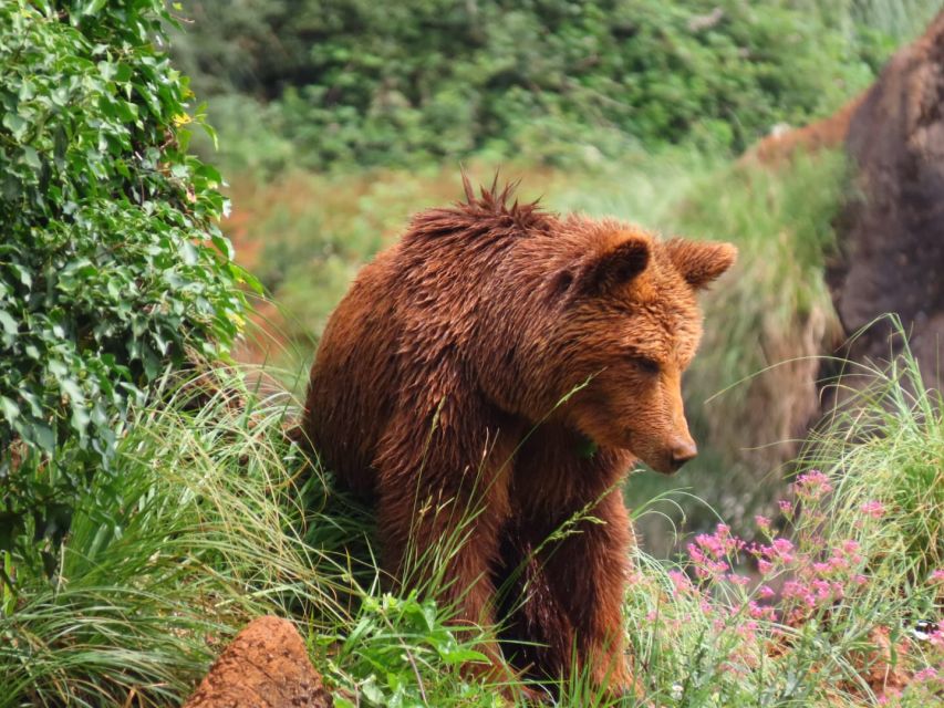 From Santander: Cabarceno Natural Park Half-Day Trip - Activity Experience