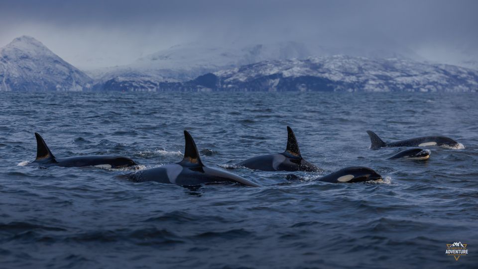 From Skjervøy: Whale Watching in a Heated Cabin Cruiser - Tour Details