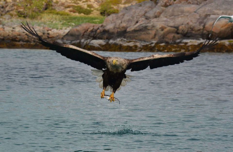 From Svolvær: RIB Sea Eagle Safari Trollfjord Cruise - Experience Highlights