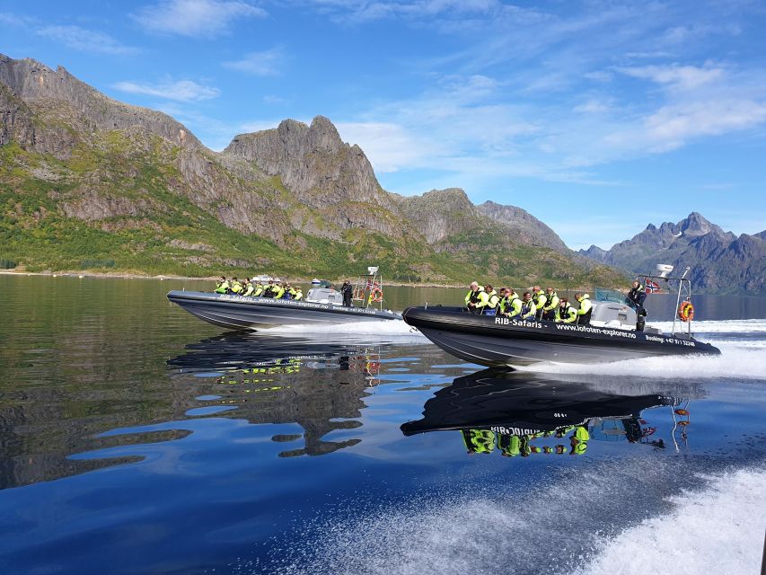 From Svolvaer: Trollfjorden Wildlife RIB Cruise - Experience Highlights