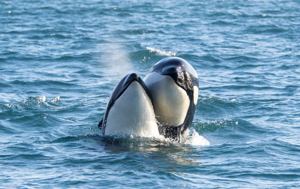 From Svolvær: Whale Watching Day Trip to Andenes - About the Activity