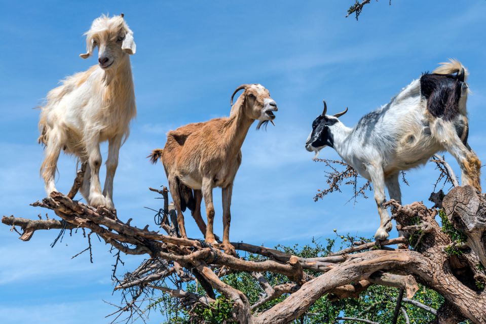 From Taghazout: Tree-Climbing Goats Sightseeing Tour - Additional Details