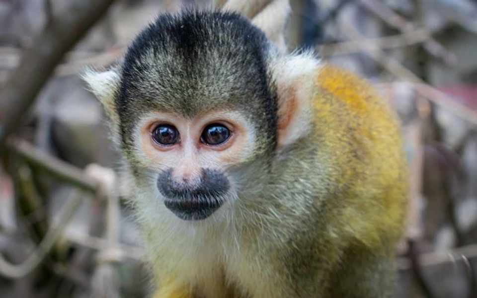 From Tambopata: in the Heart of Sandoval Lake 4d/3n - Sandoval Lake Exploration Day