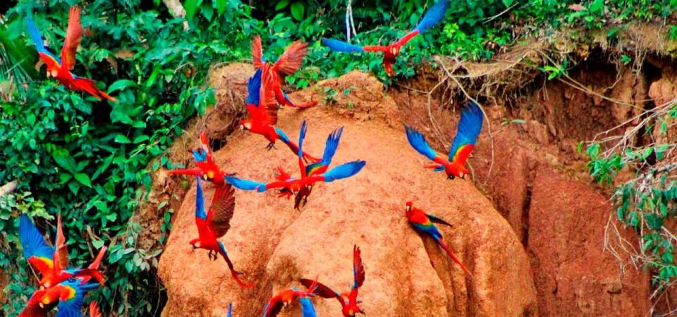 From Tambopata: Parrots and Macaws Clay Lick - Experience Details