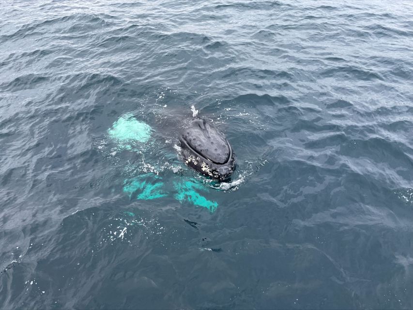 From Tromsø: All-Inclusive Whale and Sea Bird Boat Cruise - Experience and Highlights