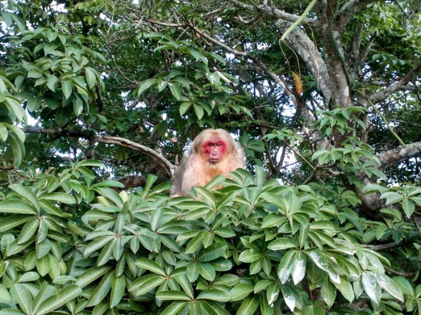 From Veracruz: Catemaco & Los Tuxtlas Visit With Boat Trip - Encounter Friendly Monkeys at Lake Catemaco