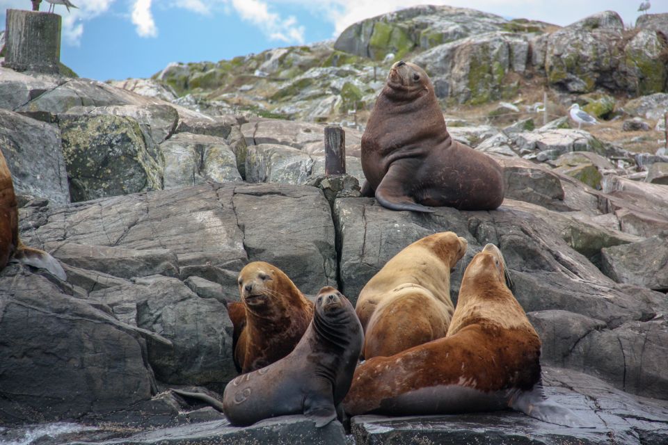 From Victoria: Whale Watching Marine Wildlife Excursion - Wildlife Encounter