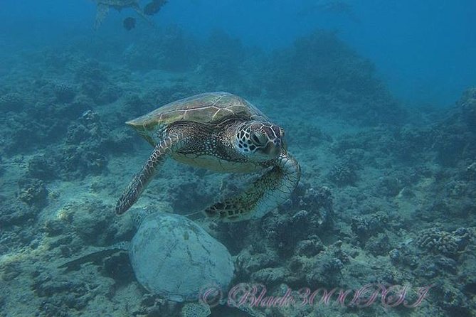 From Waikiki, Oahu 5-Hour Introduction to Scuba Diving (Mar ) - Itinerary and Activities