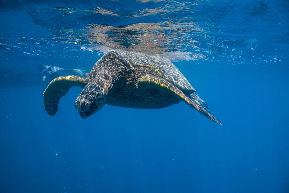 From Waikiki: Turtle Canyons Snorkeling Tour - Booking Information