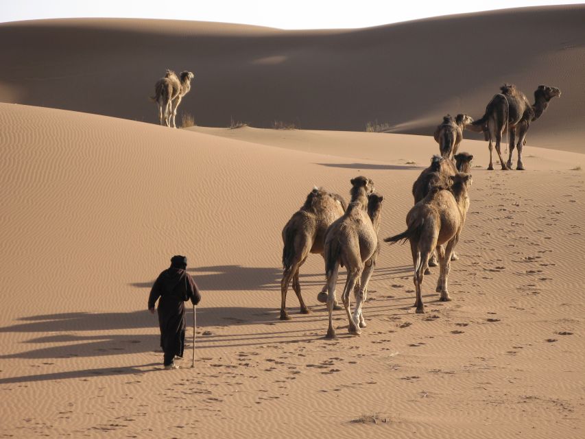 From Zagora: 2-Day Desert Tour to Erg Chegaga - Experience Highlights