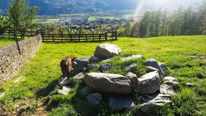 From Zurich: Private Trip to Liechtenstein and Heidiland - Tour Highlights