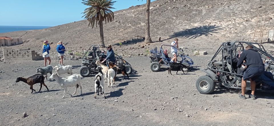 Fuerteventura: Jandía Natural Park & The Puertito Buggy Tour - Language Options and Guides Offered