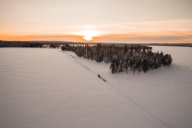 Full Day 30 to 40KM Taiga Husky Tour With a Lunch, in Rovaniemi - Expectations and Requirements