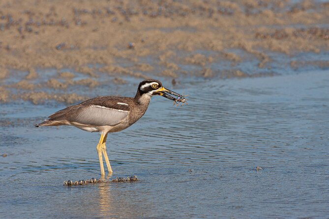 Full Day Birdlife Tour in Bribie Island - Birdwatching Tips