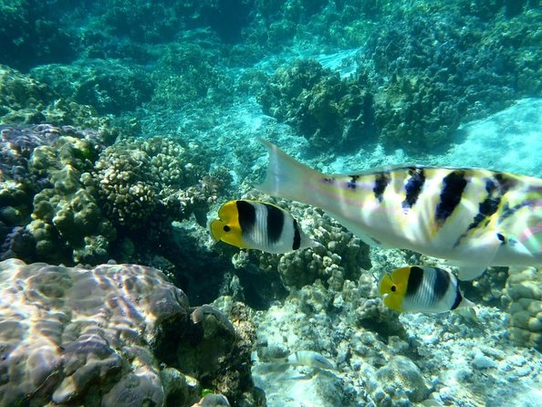 Full-Day Bora Bora Lagoon Cruise Including Snorkeling With Sharks and Stingrays - Itinerary